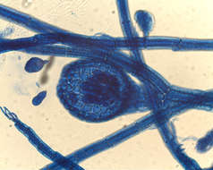 Image of Neosiphonia