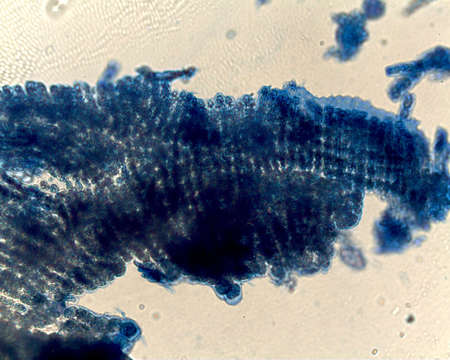 Image of Corallinophycidae