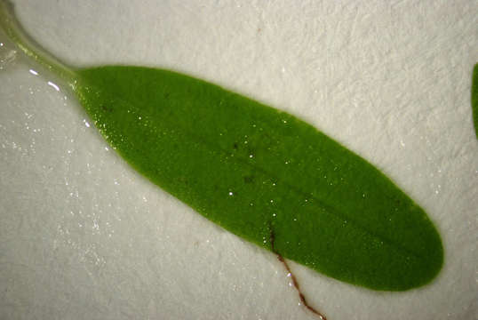 Image of seagrass