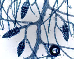 Слика од Heterosiphonia Montagne 1842