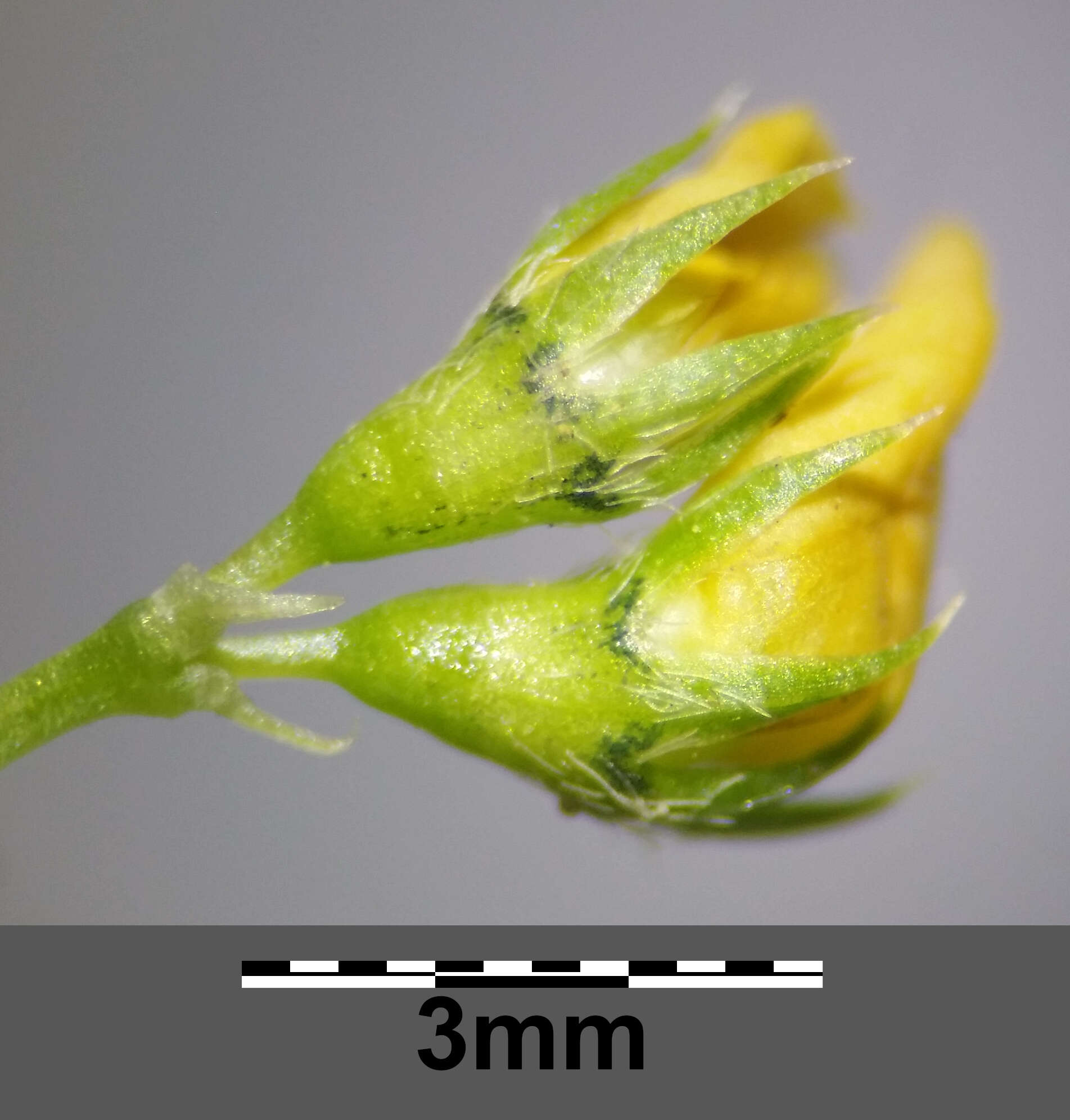 Слика од Medicago truncatula Gaertn.