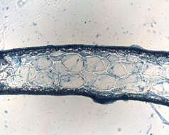 صورة Hymenocladiaceae