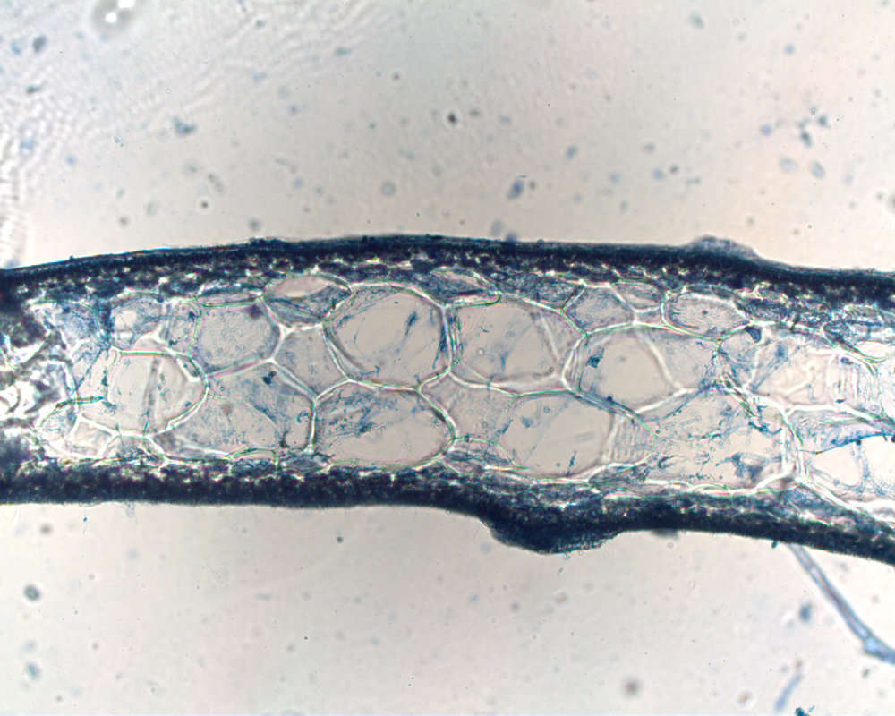 Image of Hymenocladiaceae