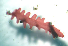 Image of Gloiocladia iyoensis