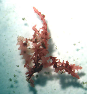 Image of Gloiocladia iyoensis