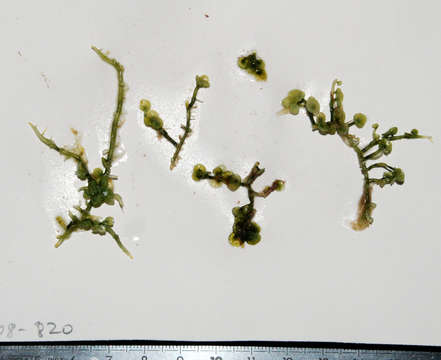 Image of Caulerpaceae