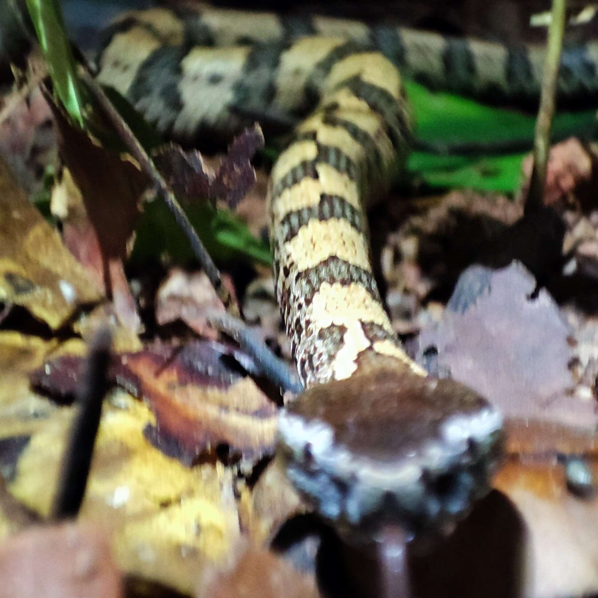 Image of Chinese Mountain Pit Viper