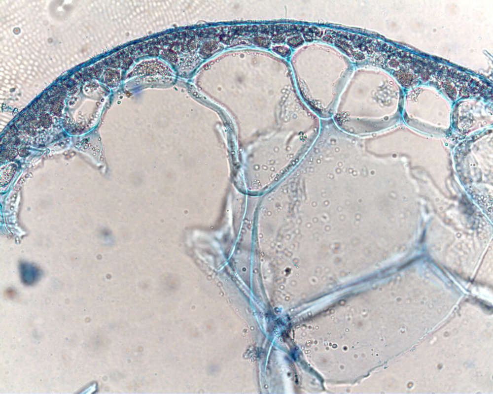 Plancia ëd Gracilariales