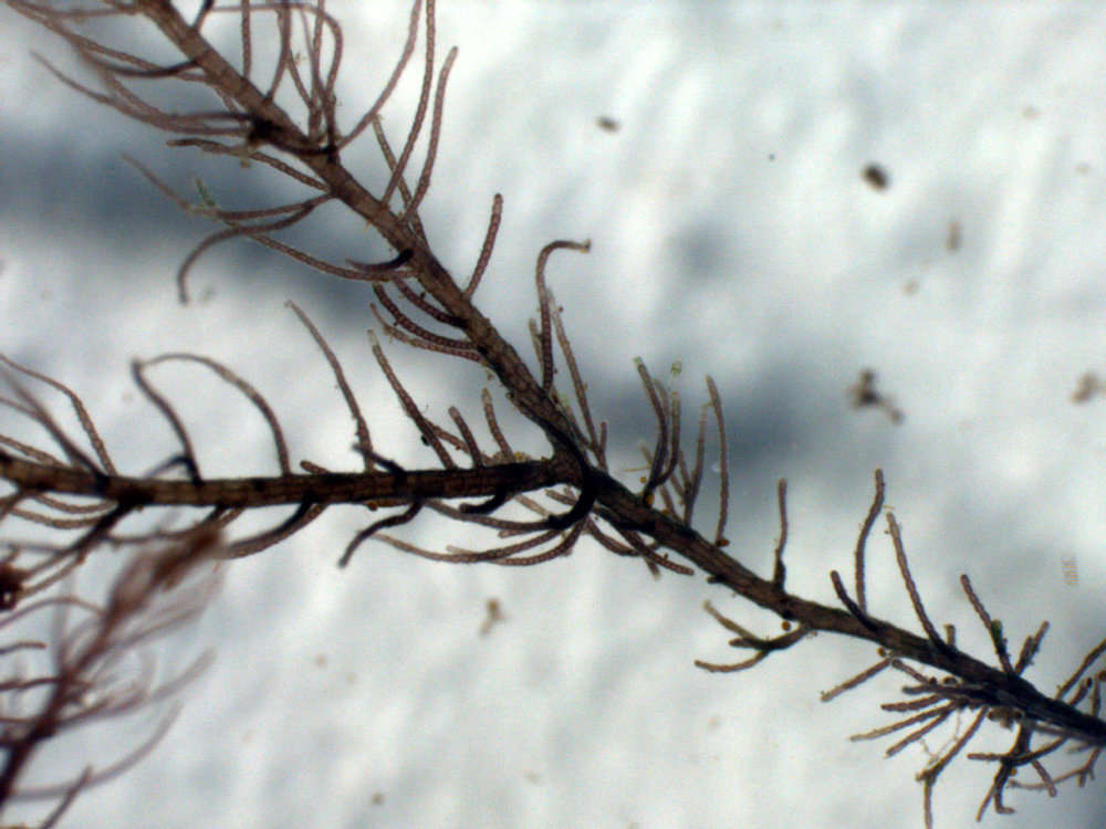 Image of Bostrychieae