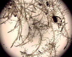 Image of Cladophora prehendens Kraft & A. J. K. Millar 2000