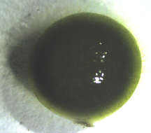 Image of Codium ovale
