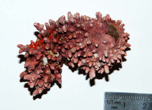 Image of Hapalidiaceae