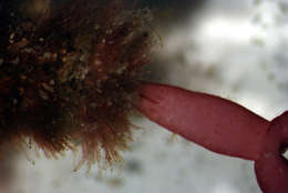 Image of Florideophycidae