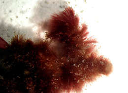 Image of Florideophycidae
