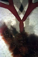 Image of Florideophycidae Cronquist 1960