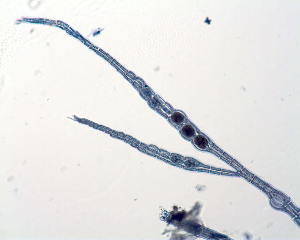 Image of Polysiphonieae