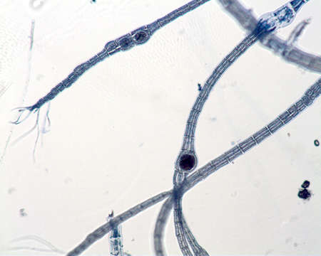 Image of Polysiphonieae