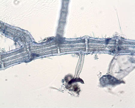 Image of Polysiphonieae