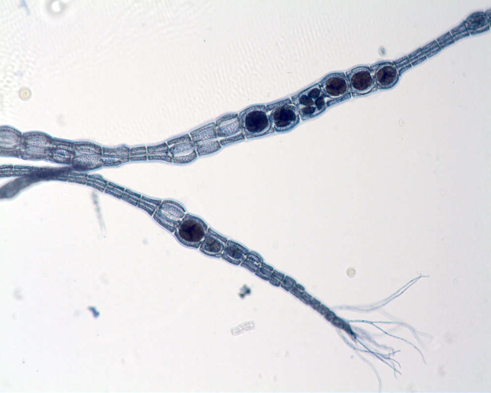 Image of Polysiphonieae