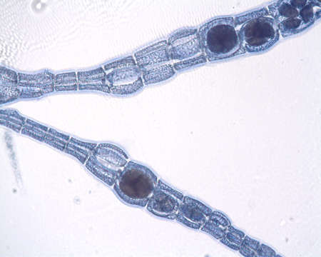 Image of Polysiphonieae