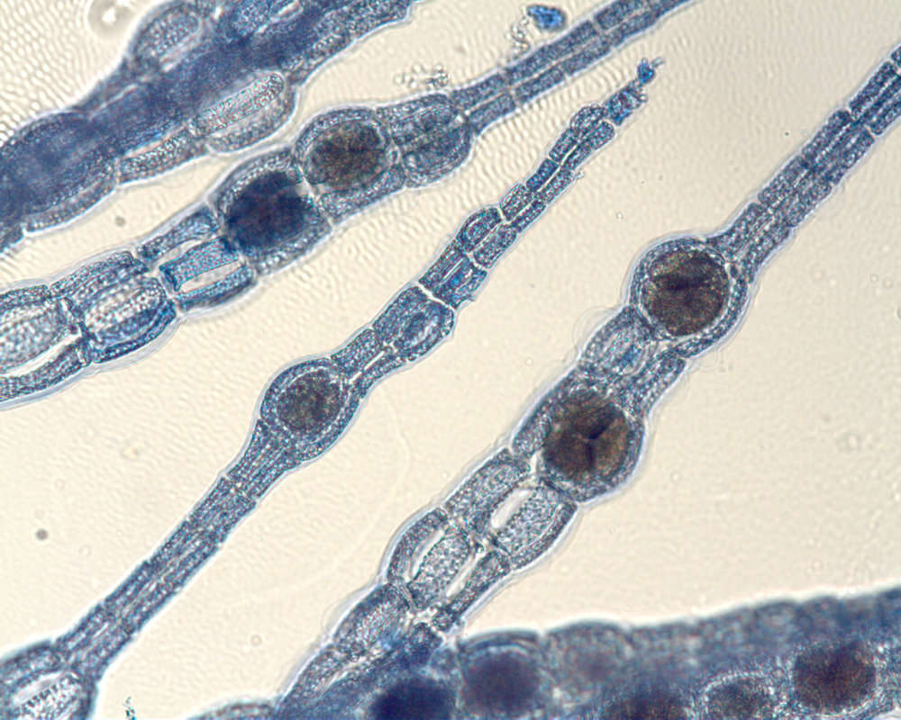 Image de Polysiphonieae