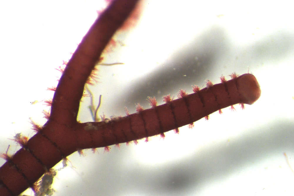 Image of Nemaliophycidae