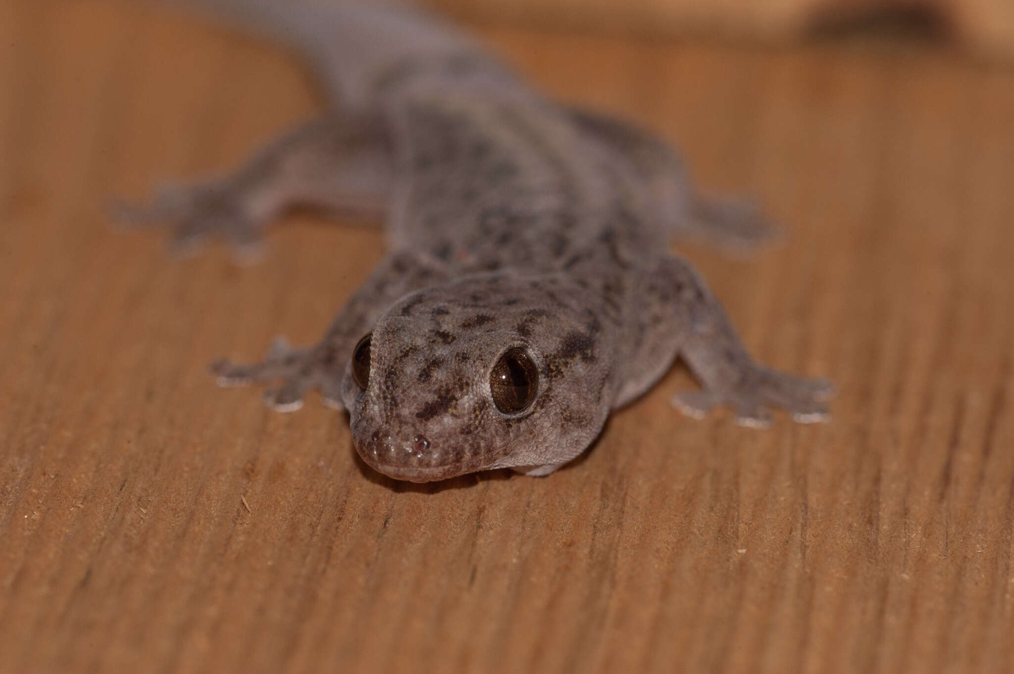 Image of Gehyra versicolor Hutchinson, Sistrom, Donnellan & Hutchinson 2014