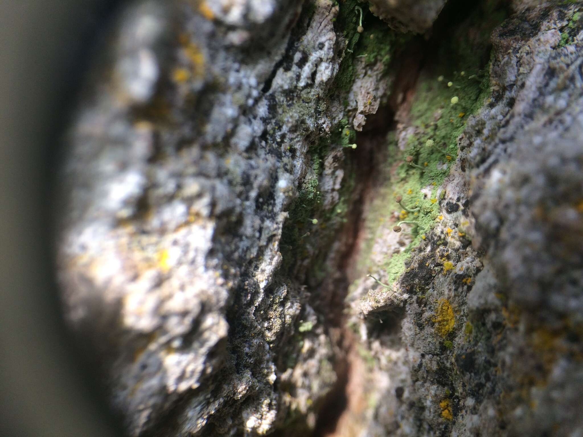 Image of needle lichen