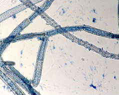 Image of <i>Cladophora socialis cf</i>