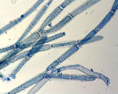 Image of <i>Cladophora socialis cf</i>