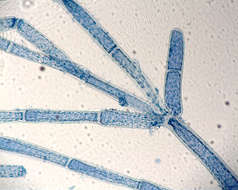 Image of <i>Cladophora socialis cf</i>