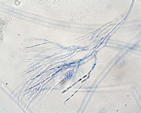 Image of Gibsmithia larkumii