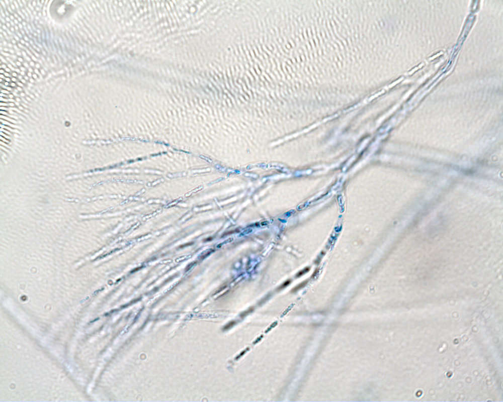 Image of Gibsmithia larkumii