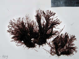 Image of Centroceras Kützing 1842