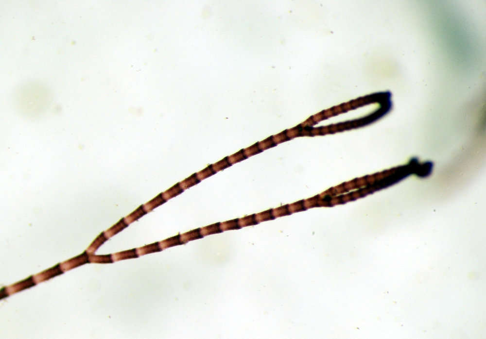 Image of Centroceras Kützing 1842