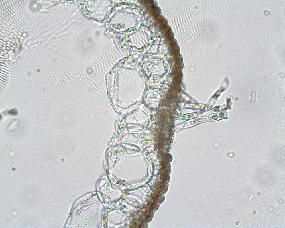 Image of Scytosiphonales