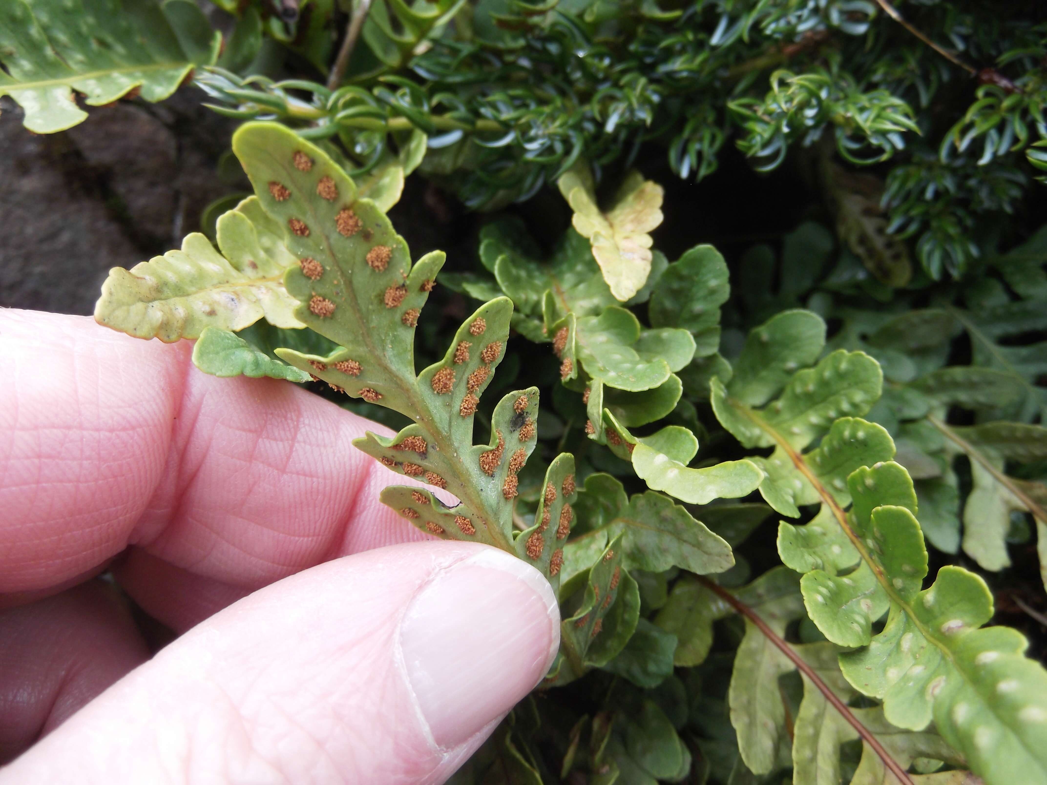 Image de Polypodium amorphum Suksdorf