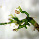 Image of Valoniopsis pachynema