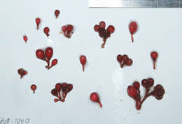 Image of Rhodymeniaceae