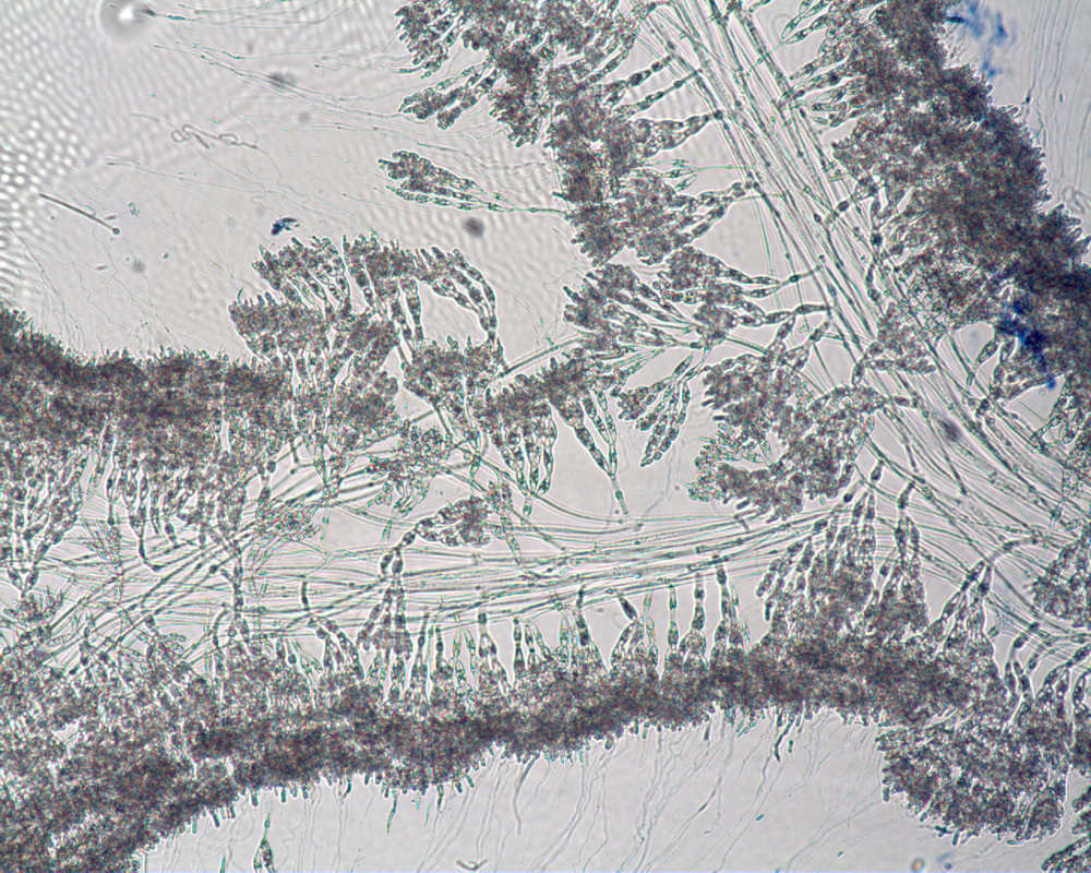 Image of Nemaliophycidae