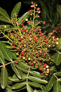 Image of Brazilian Peppertree