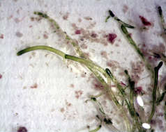 Image of Cladophora catenata