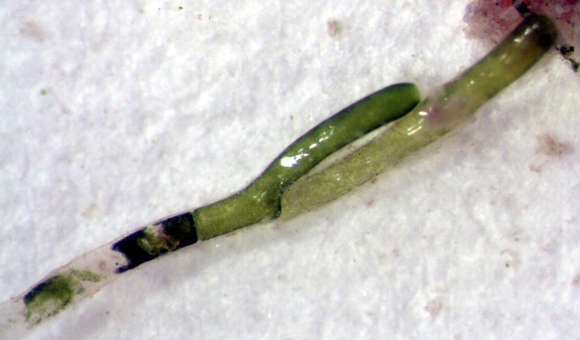 Image of Cladophora catenata