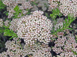 Ozothamnus rosmarinifolius (Labill.) DC. resmi