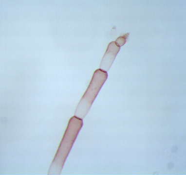 Image of Anotrichium Nägeli 1862