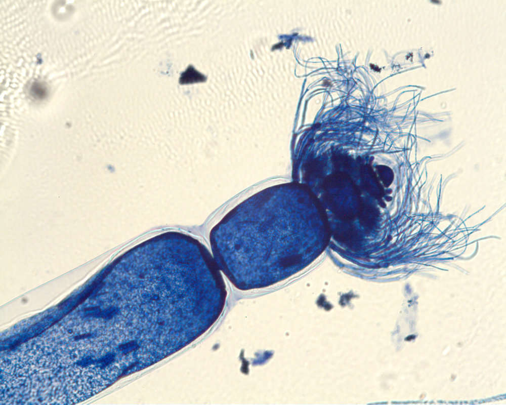 Image of Anotrichium Nägeli 1862