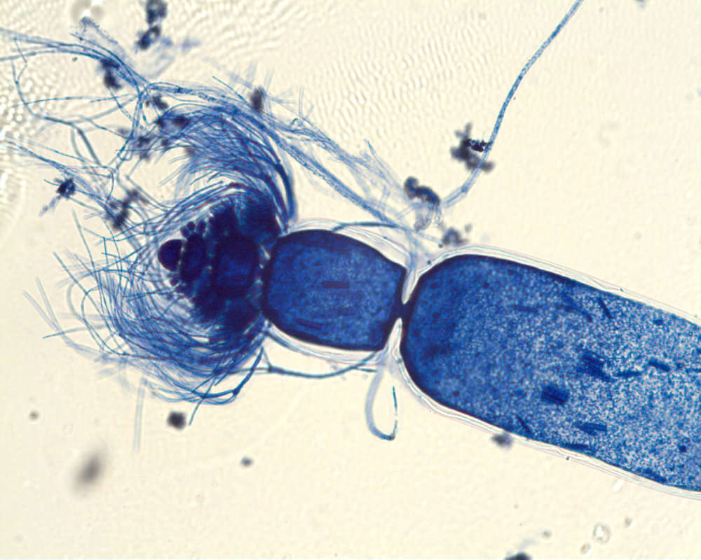 Anotrichium Nägeli 1862的圖片