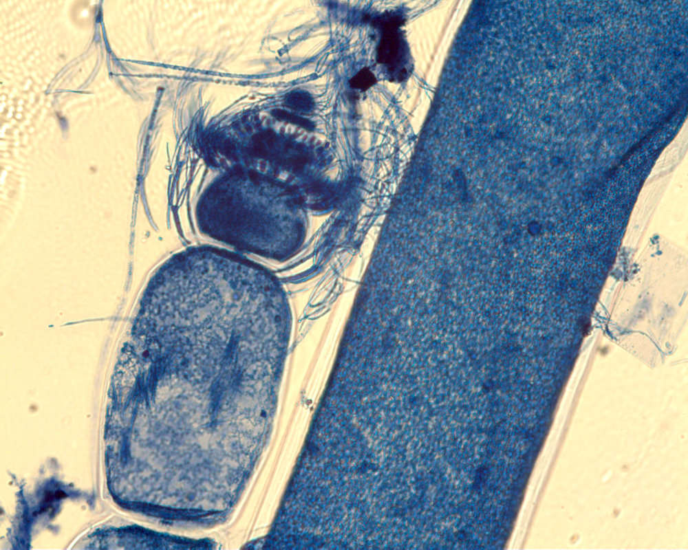 Image of Anotrichium Nägeli 1862