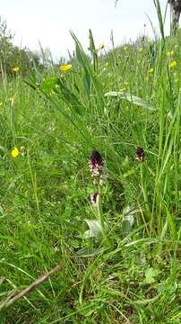 Image of Burnt orchid