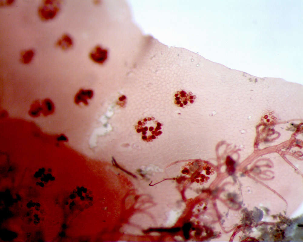 Image of Nitophylleae